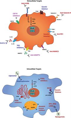 Analyzing One Cell at a TIME: Analysis of Myeloid Cell Contributions in the Tumor Immune Microenvironment